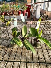 Set 3 Orchidee Phalaenopsis Cascata 