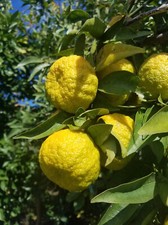 Semi di Citrus taiwanica (Nansho Bitter Orange) - 5 semi freschi di alta qualità + REGALO