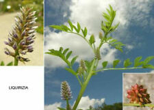15 SEMI LIQUIRIZIA SICILIANA "GLYCYRRHIZA GLABRA" + OMAGGIO + OMAGGIO...