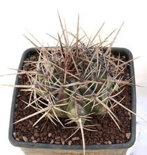 Echinocactus ingens 8833 -  -