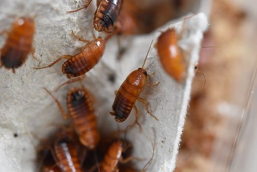 Blatte lateralis cibo per - blatte, lateralis,