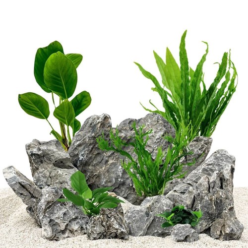 Set piante con - set,