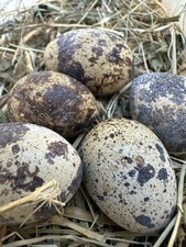 12 Uova feconde di quaglia Jumbo