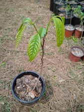 American Paw Paw Tree, 1