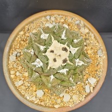 Ario Fissuratus, Seed Grown