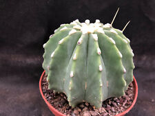 FEROCACTUS GLAUCESCENS V. INERMIS CACTUS PIANTE GRASSE AGAVE SUCCULENTE 6100