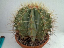 Ferocactus ibrido we oltre 15
