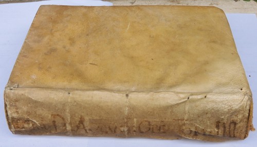Avgvstini hipponensis - avgvstini,
