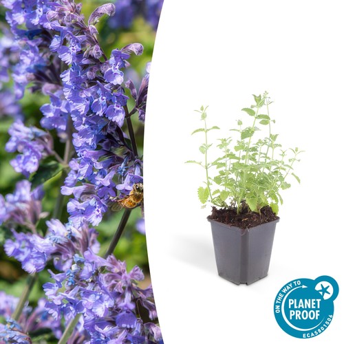 Erba gatta nepeta faassenii - erba,