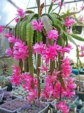 20  SEMI DI CACTUS ORCHIDEA