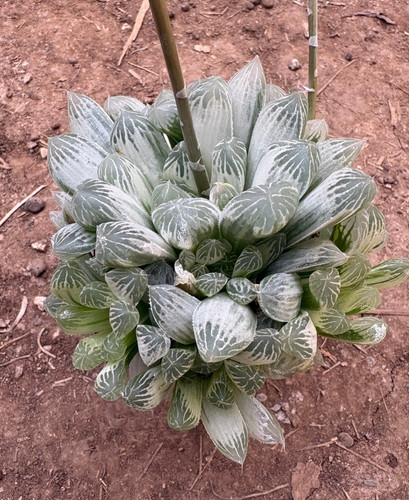 Haworthia cooperi variegata - haworthia,
