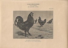 Stampa antica GALLINE RAZZA DI BREDA 1895 ca. Antique print