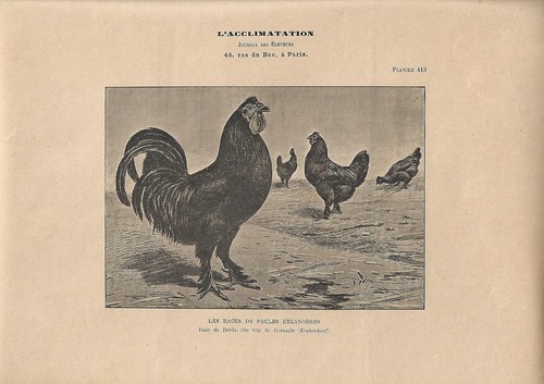 Stampa antica galline - stampa,