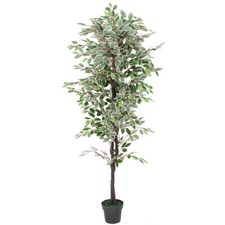 Ficus bianco benjamin fico - ficus,