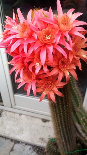 Hildewintera ibrida montezuma - hildewintera,