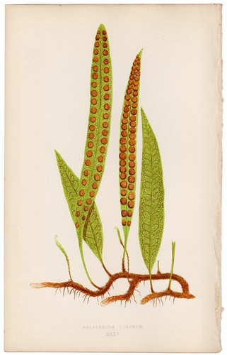 Antica stampa botanica - , 1872