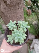 Pianta Grassa -Sedum Batalhae - Bellissima Pianta Vaso 10- Spedizione Express -