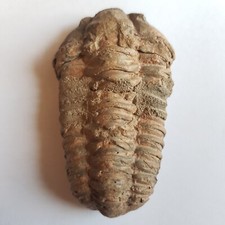 Trilobite Fossile