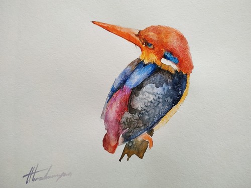 Kingfisher uccellini opera - uccellini,,