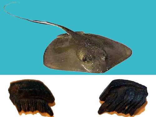 Myliobatis gigas dente fossile - myliobatis,