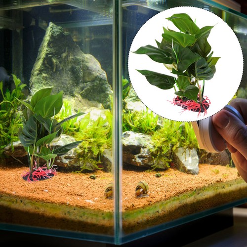 Piante per acquario - per,