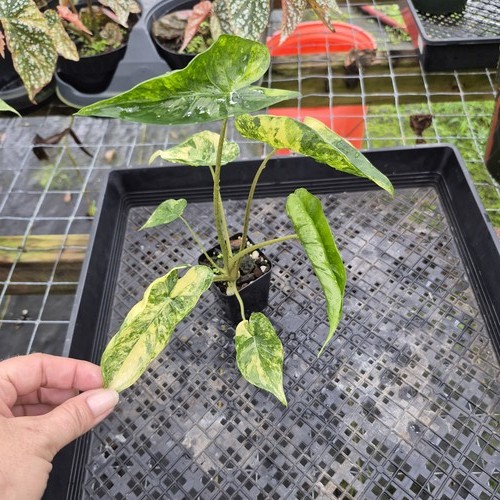 Alocasia macrorrhiza schock - alocasia,