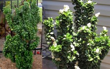 Ligustrum japonicum