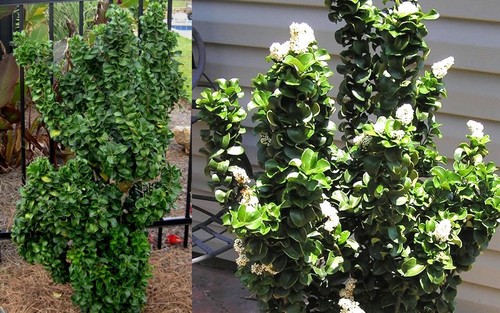 Ligustrum japonicum