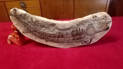 Pesce fossile mesosaurus - pesce,