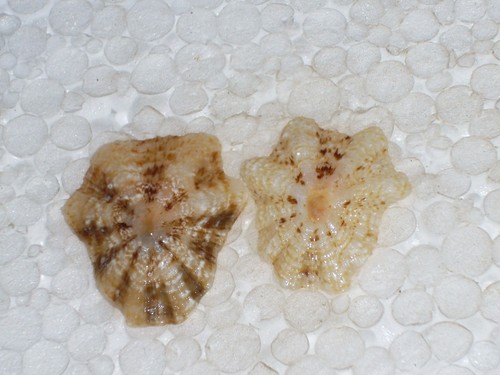 Rotula caerulea stellata - caerulea, f.stellata