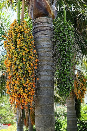 Semi palma cocos - semi, di