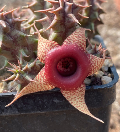 Huernia laevis harras - harras,