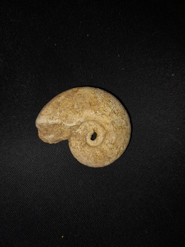 Fossile ammoniti - ammoniti,