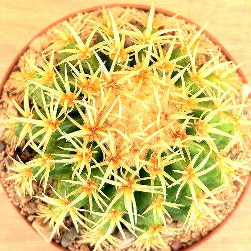 Echinocactus grusonii - , f