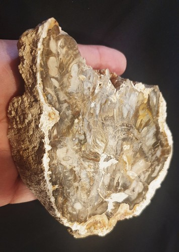 Fossile legno pietrificato - fossile***,