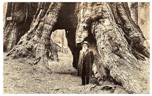 Galen clark davanti all albero - clark, all'albero