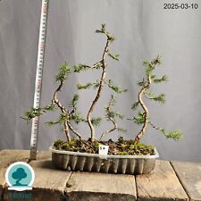 Bosco Bonsai di Picea Abies