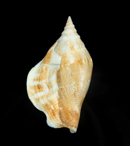 Conchiglia dolomena - conchiglia,