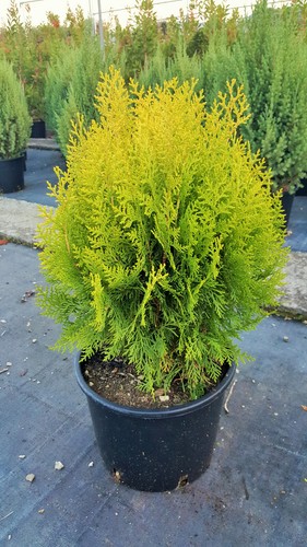 Thuja orientalis compacta - thuja,