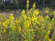Inula Viscosa  - 2gr -circa