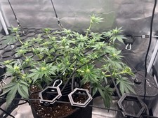 20x SCROG - Appendino a corda