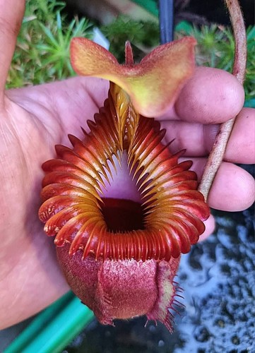 Nepenthes villosa rare plant - villosa,