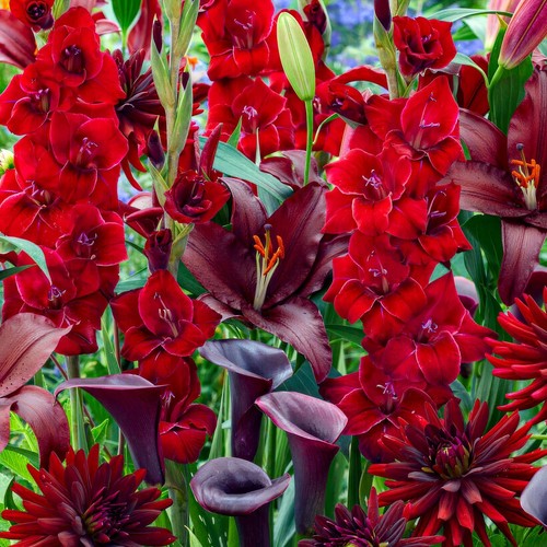 Mix bulbi fiore - mix,