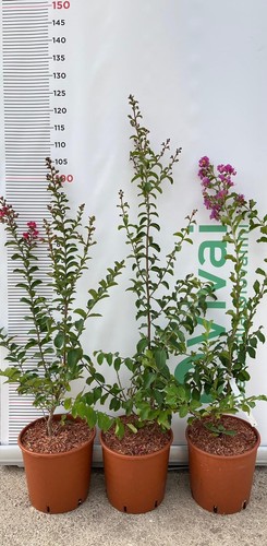 Pianta lagerstroemia indica - pianta,