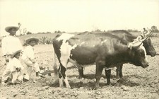 Cartolina d'epoca Labradores Arando La Tierra Messico un cane per bambini mucche potenti