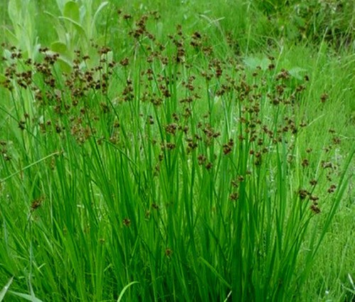 Rush swordleaf juncus - rush,