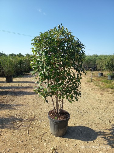 Photinia fraseri multitronco - photinia,