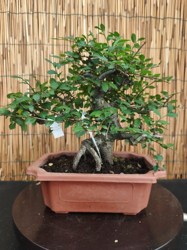 Bonsai olmo cinese - bonsai, 32cm