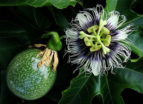 Passiflora edulis vite - -,
