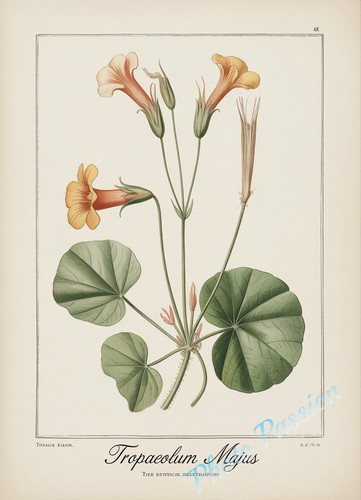 Fotografica tavola botanica - fotografica, a4